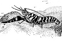Origin: Senckengergia Biologia 41:149-162; Click for a larger picture
